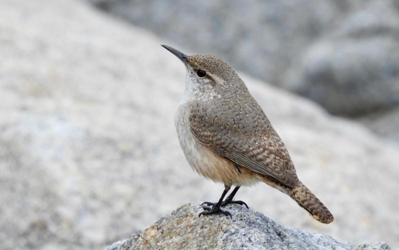 #bird-column, #boothbay-register, #wiscasset-newspaper, #Jeff-and-Allison-Wells, #birds, #maine, #rock-wren, #harlequin-ducks